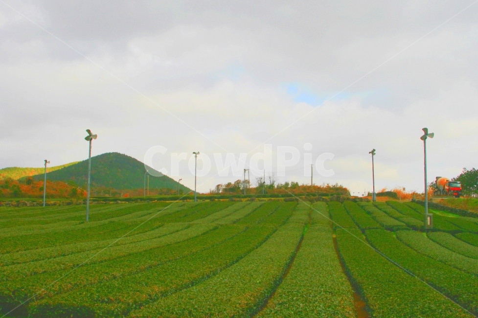 제주도,녹차,녹차잎밭,밭,자연,감성,여행,초록색,자연,풍경,nature,landscape,시골,마을,country,rural,town,산업,industry,industrial,농업,농사,agriculture,farming,farming industry,field,들,outdoors,옥외,grassland,목초지