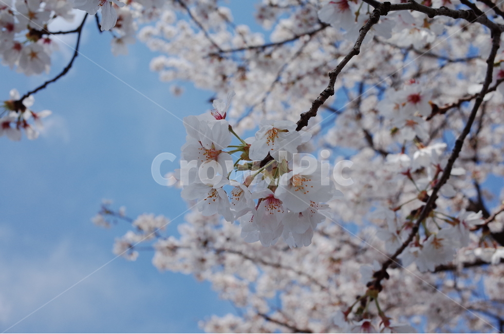 벚꽃,꽃,나무,하늘,봄,봄,계절,spring,season,식물,자연,plants,nature,꽃,flower,plant,blossom,cherry blossom