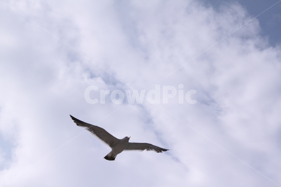 갈매기,새,하늘,sky,구름,bird,동물,animal,조류,새,birds