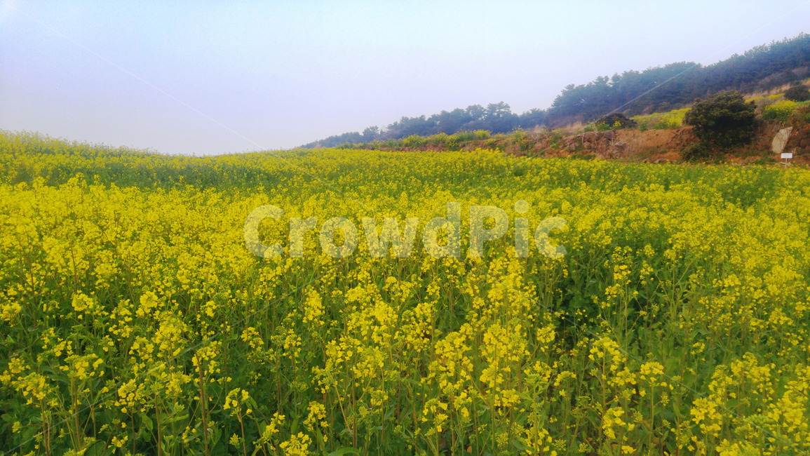 유채꽃,풍경,스카이,농촌,봄,계절,nature,spring,season,landscape,jeju,jejuisland,제주도,제주도풍경,제주도봄,제주도유채꽃,한국자연풍경,제주도자연풍경,봄,계절,spring,season,식물,자연,plants,nature,꽃,flower,outdoors,옥외,grassland,목초지,field,들