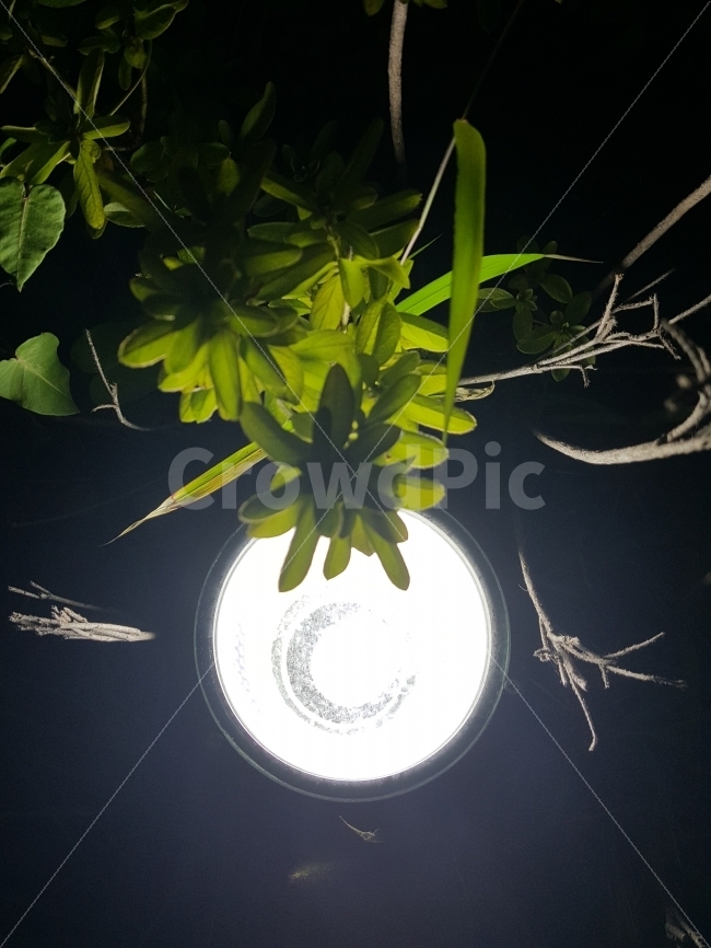 식물,조명,생명,초록,빛,식물,자연,plants,nature