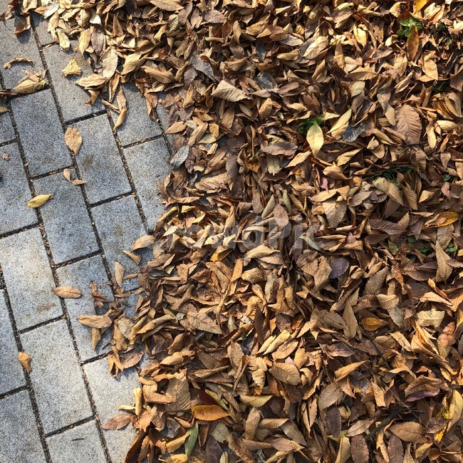 낙엽,나뭇잎,거리,가을,단풍