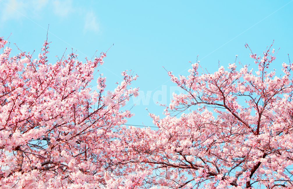 벚꽃,봄,하늘,분홍,꽃,blossom,sky,pink,flower,nature,spring,자연,식물,나무,계절,season,풍경,landscape,색감,감성사진,감성,feeling,sensible,colorsense,colorsensitivity,봄,계절,spring,season,자연,풍경,nature,landscape,plant
