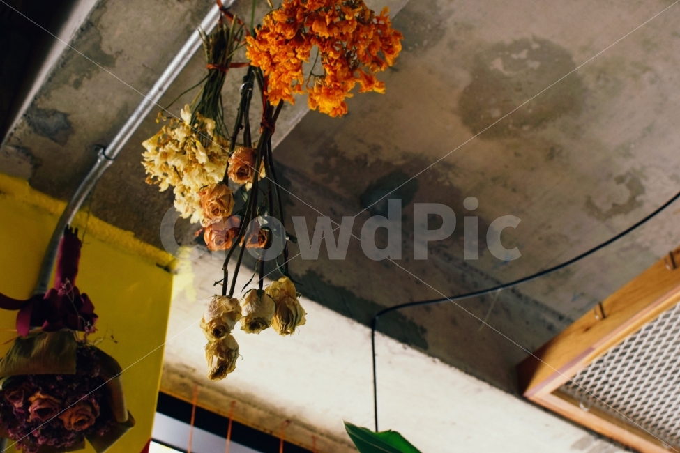 꽃,장미,드라이플라워,인테리어,로맨틱,식물,자연,plants,nature,꽃,flower,인테리어,실내디자인,interior design