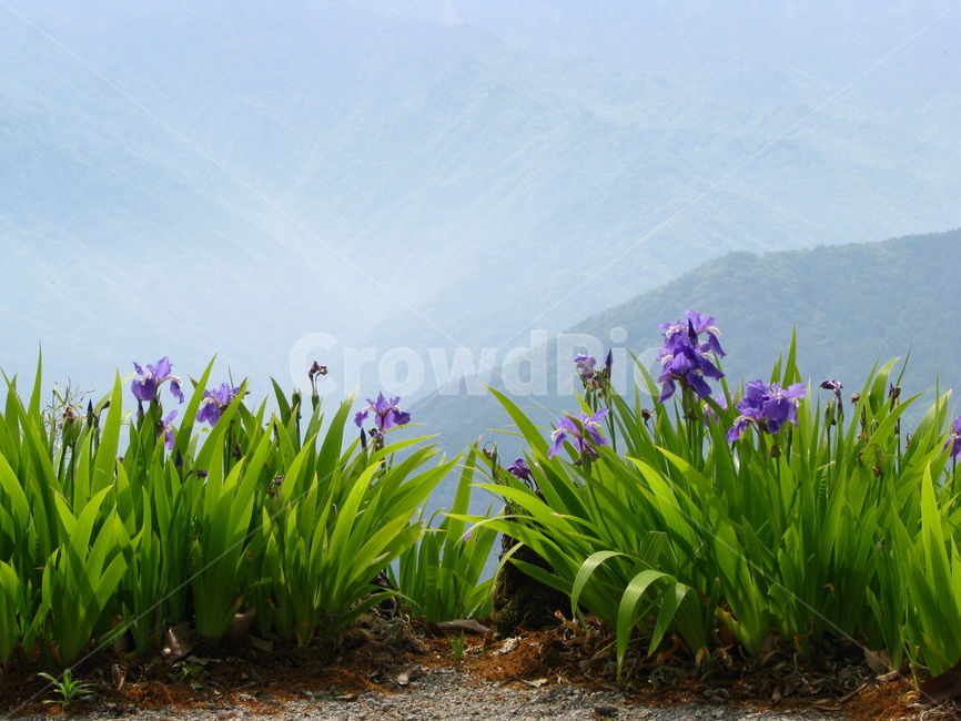 plant,식물,붓꽃,꽃,blossom,flower