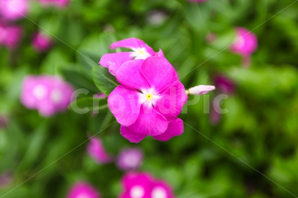 일일초,매일초,하루살이꽃,꽃,보라색,화초,여름꽃,마다가스카르페리윙클,페리윙클,꽃잎,아름다운,활짝핀꽃,여름식물,다년초,클로즈업,식물,자연,plants,nature,꽃,flower