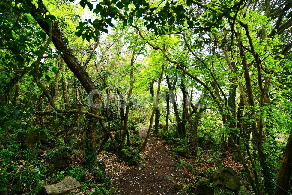 제주,곶자왈,곶자왈도립공원,나무,자연,풍경,nature,landscape,식물,plants,trees,wood,휴식,힐링,rest,relaxation,healing,생태계,산책,트래킹,환상숲,travel,korea,korealandsape,한국,한국풍경,한국자연,자연,풍경,nature,landscape,식물,plants,나무,trees,wood,vegetation,초목,plant,tree,outdoors,옥외,land,땅,path,통로,ground,바닥