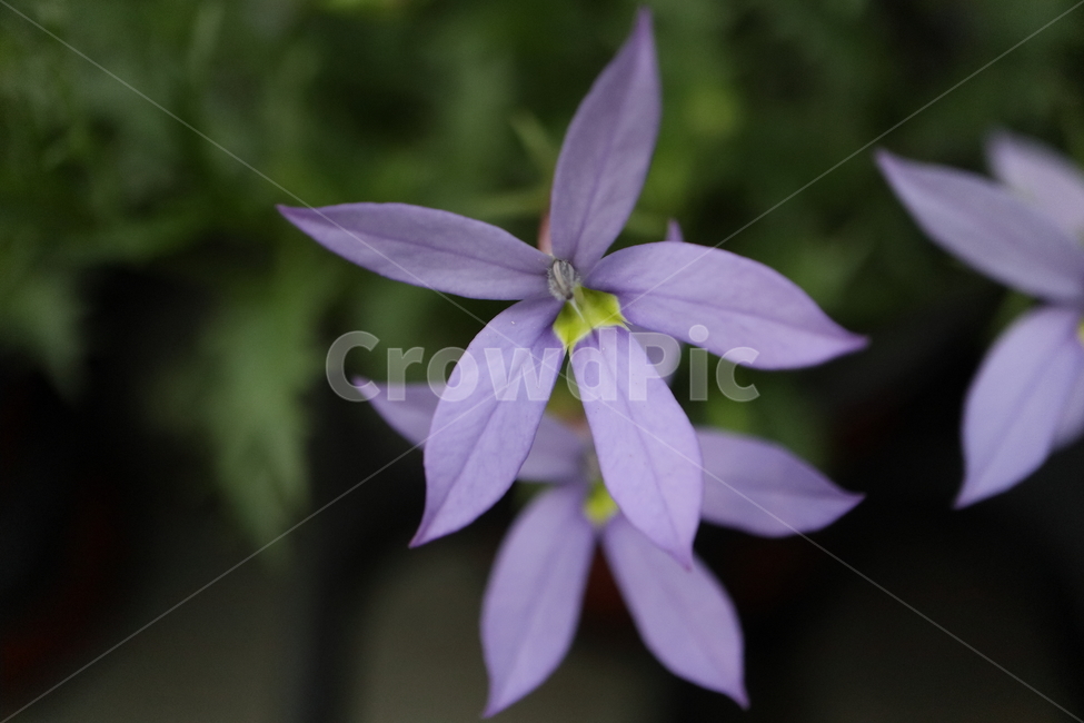 plant,식물,flower,꽃,blossom,이소토마,이스토마,isotoma,laurentia,bluestarcreeper,영원한사랑,초롱꽃과