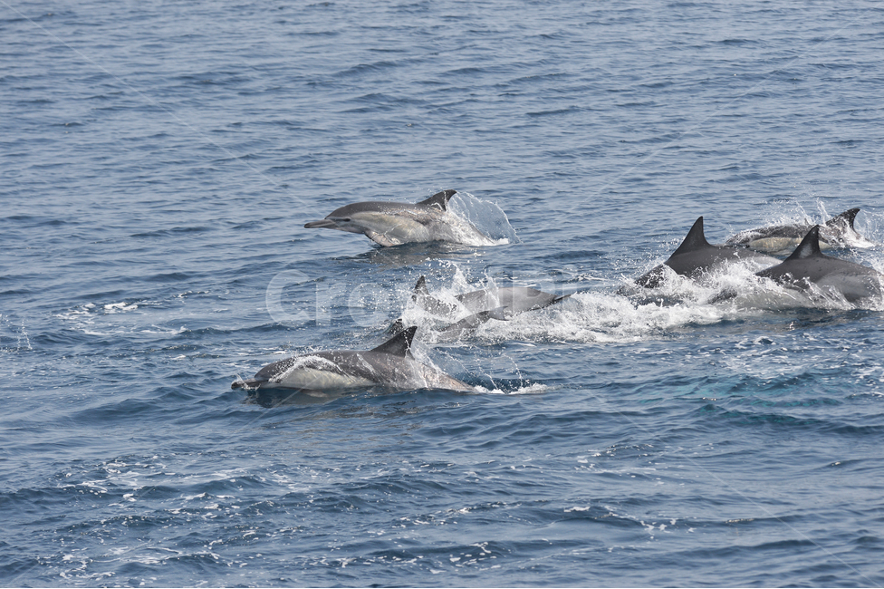 Dolphin,commonDolphin,고래,참돌고래,돌고래,바다,동해,울산,동물,animal,포유류,mammal
