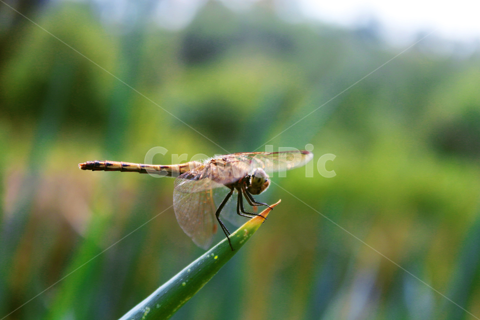 잠자리,날개,곤충,가을,시골,밭,동물,animal,곤충,벌레,insect,bug
