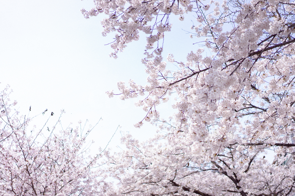 벚꽃,사쿠라,봄꽃,봄,spring,cherryblossom,봄,계절,spring,season,자연,풍경,nature,landscape,plant,식물,blossom,꽃,flower