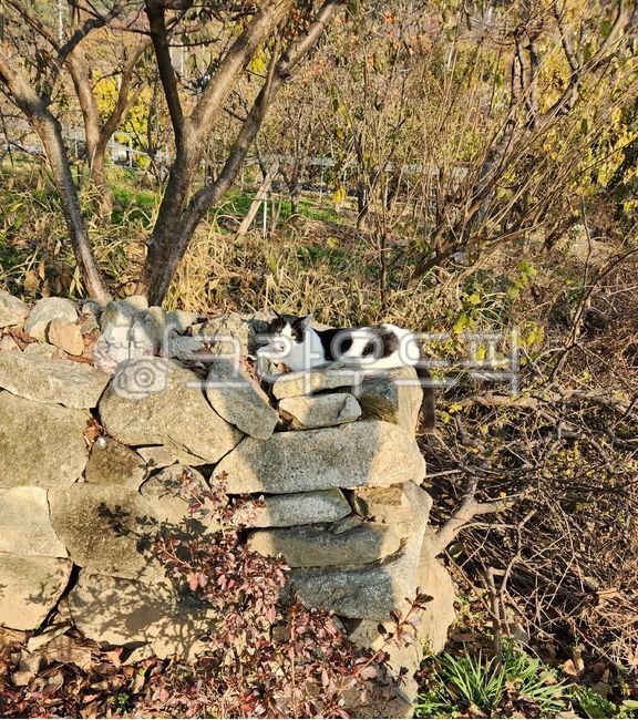 stray cat,cat,animal,stonewall