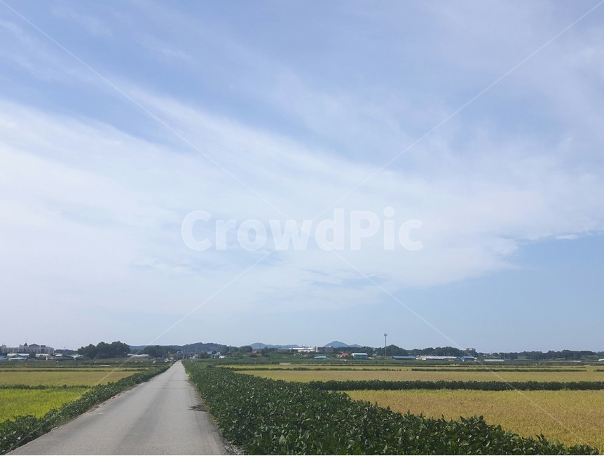 자연,시골,풍경,하늘,맑음,벼,농사,nature,한적함,한가로움,sky,구름,cloud,자연,풍경,nature,landscape,road,도로