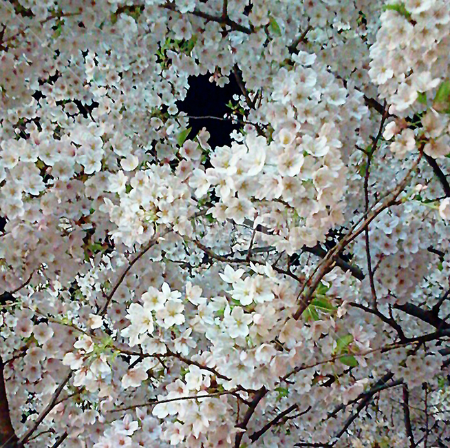 봄,벚꽃,밤벚꽃,봄꽃,벚꽃축제,나들이,꽃,봄,계절,spring,season,식물,자연,plants,nature,꽃,flower,plant,blossom
