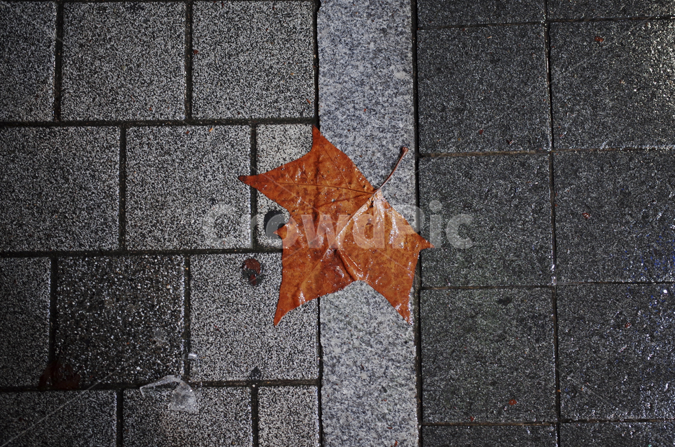 leat,잎,plant,식물,tree,나무,낙엽,바닥,인도,walkway,보도,젖은,wet,빗물,비,rain,brown,red,가을,계절,fall,autumn,season,식물,자연,plants,nature