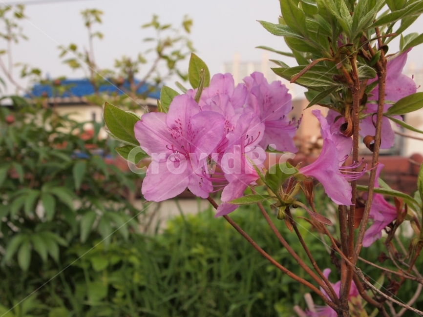 꽃,배경,자연,진달래,분홍,식물,식물,자연,plants,nature,꽃,flower