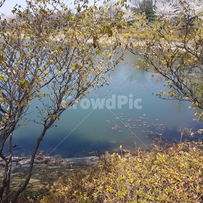 서서울호수공원,봄,물빛,산책,풍경,자연,호수,공원,물,water,spring