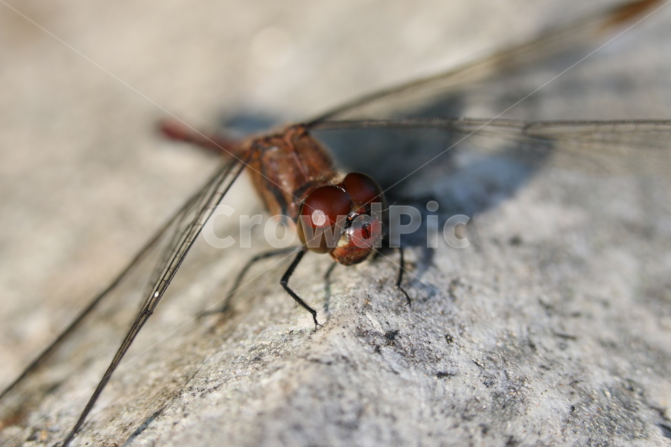 잠자리,접사,곤충,잠자리접사,잠자리확대,곤충확대,클로즈업,dragonfly,곤충접사,잠자리눈,잠자리날개,곤충날개,곤충눈,곤충,벌레,insect,bug