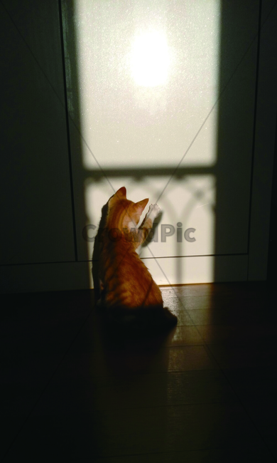Pets,house cat,shadow,cat,back,animal