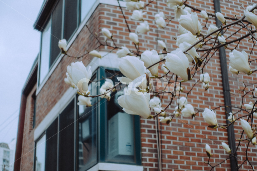 봄,감성사진,목련,magnolia,식물