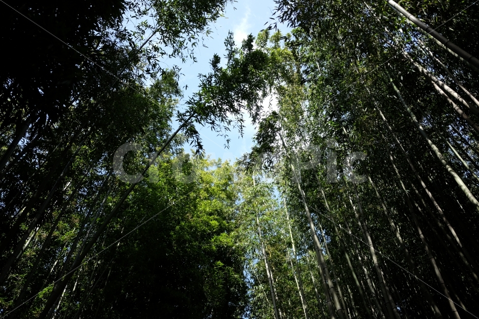 대나무,숲,담양,숲길,죽녹원,전라남도,여행,맑음,초록,풍경,자연,색감,감성,자연,풍경,nature,landscape,휴식,힐링,rest,relaxation,healing,plant,식물