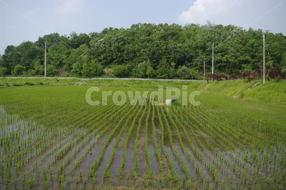 초록,신록,식물,plant,밭,산,풍경,자연,풍경,nature,landscape,field,들,grassland,목초지,outdoors,옥외,paddy field,패디 필드