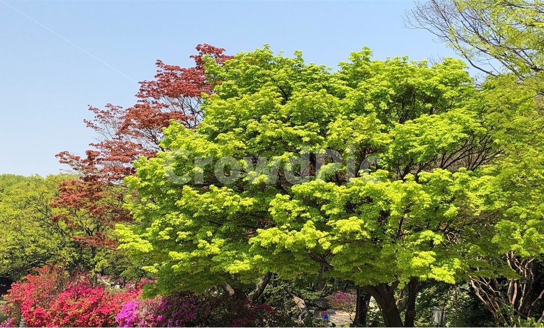 봄,풍경,고궁,자연,한국,자연,풍경,nature,landscape,식물,plants,나무,trees,wood,plant,tree,maple,단풍