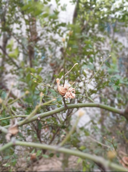 닭,낙엽,자연,나무,겨울,봄,가을,식물,자연,plants,nature