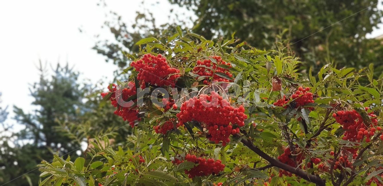 열매,나무,잎,나뭇잎,식물,자연,정원,화단,계절,빨강,초록,식물,자연,plants,nature