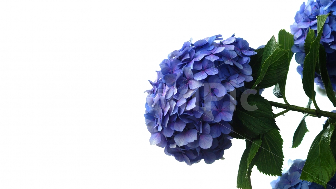 수국,거제수국,꽃사진,꽃,식물,식물,자연,plants,nature,꽃,flower,누끼,remove background