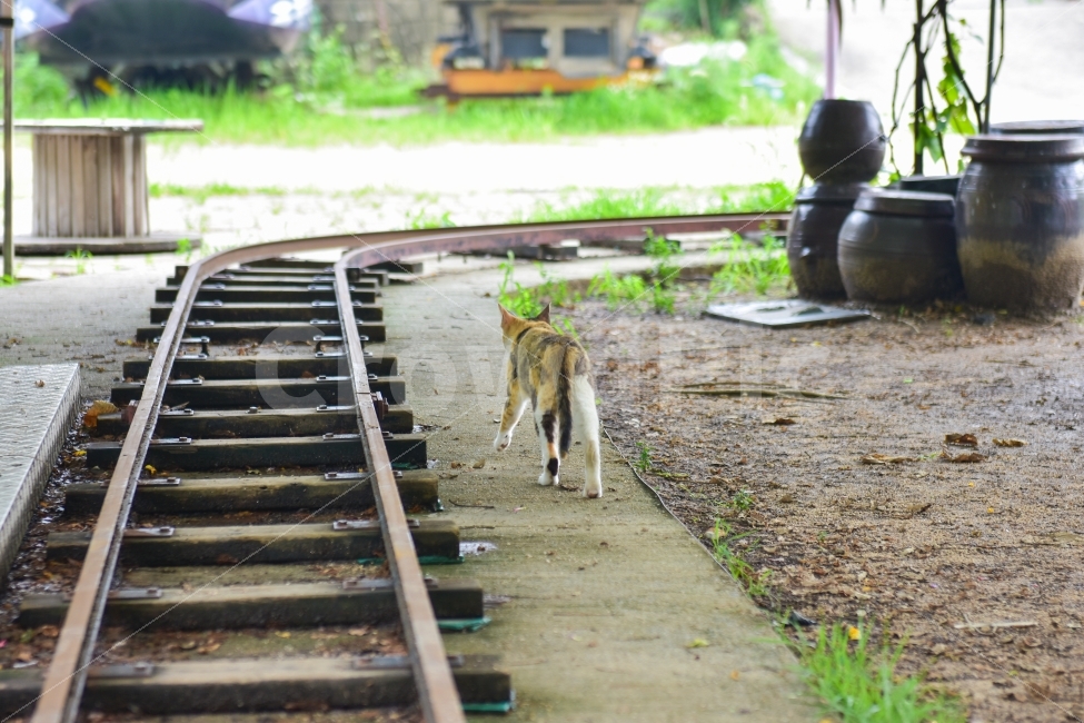 용마랜드,고양이,당당함,자연,동물,냥이,동물,animal,포유류,mammal,고양이,cat,kitten,kitty