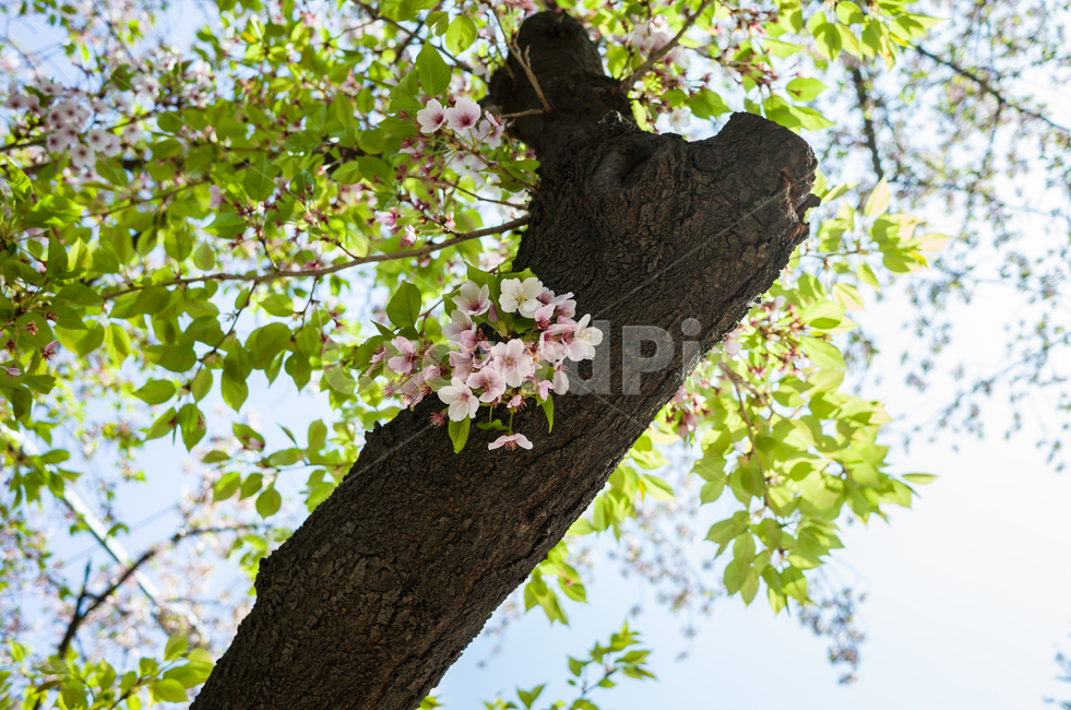벚꽃,봄,벚꽃축제,벚꽃놀이,벚나무,꽃,계절,4월,자연,식물,나무,아름다운,cherryblossoms,spring,flower,season,april,nature,plant,tree,sensibility,beautiful