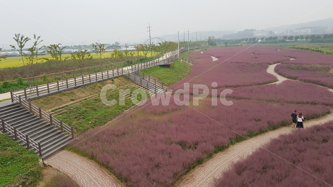 핑크뮬리,pink,pinkmullygrass,grass,갈대,갈대밭,김천,강변공원