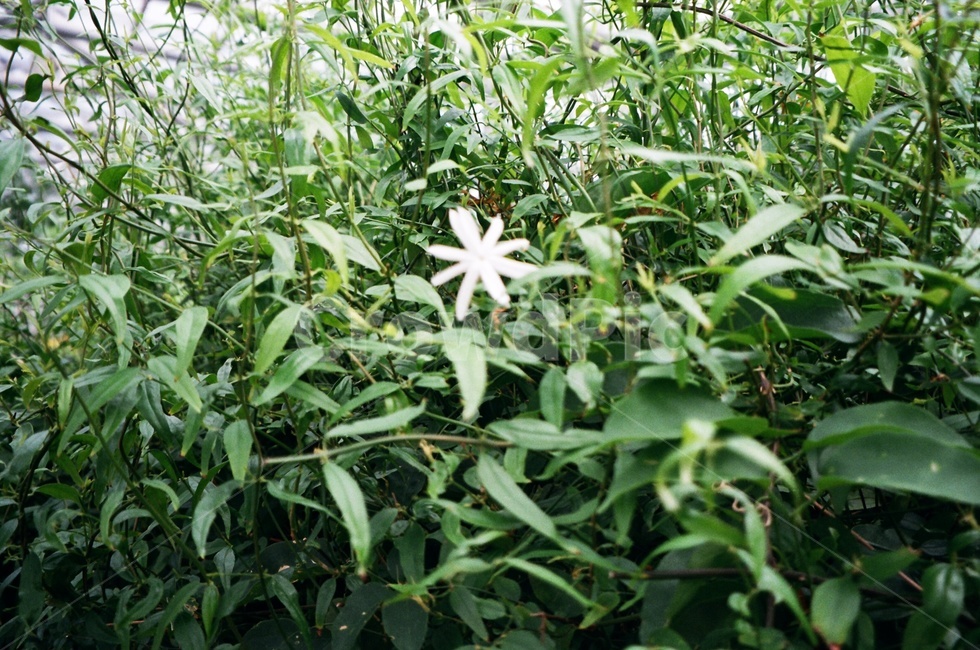 풀,꽃,자연,초록,green,nature,grass,greenery,flower,필름카메라,film,filmcamera