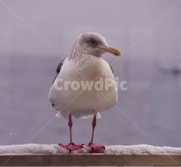 갈매기,비상,호수,겨울,새,seagull,bird,lake,winter,겨울,계절,winter,season,동물,animal,조류,새,birds