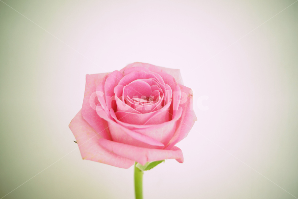 plant,식물,blossom,꽃,rose,장미,flower