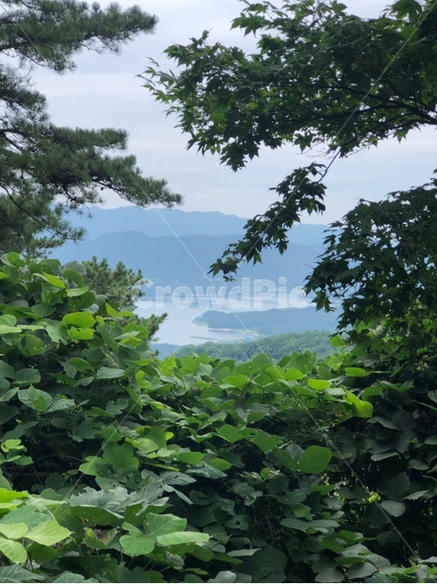 숲,산,등산,힐링,자연,강,식물,나무,nature