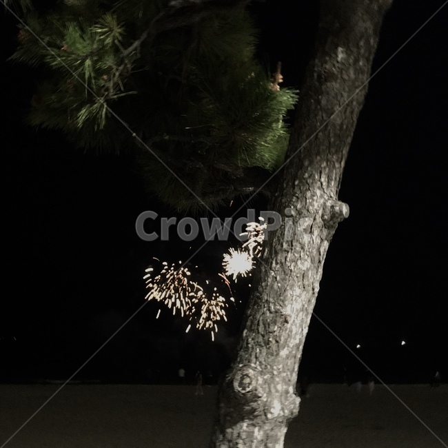 나무,밤바다,폭죽,plant,tree,불꽃놀이,밤,바다