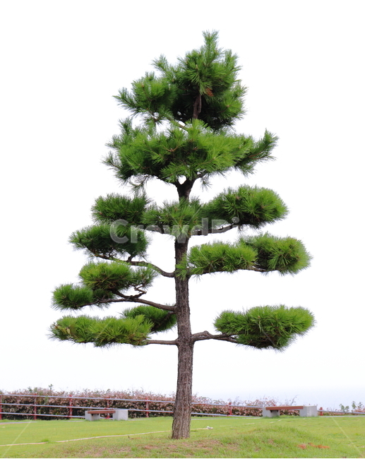 소나무,정원,가을,배경,자연,pine,tree,garden,nature,식물,자연,plants,nature,나무,trees,wood