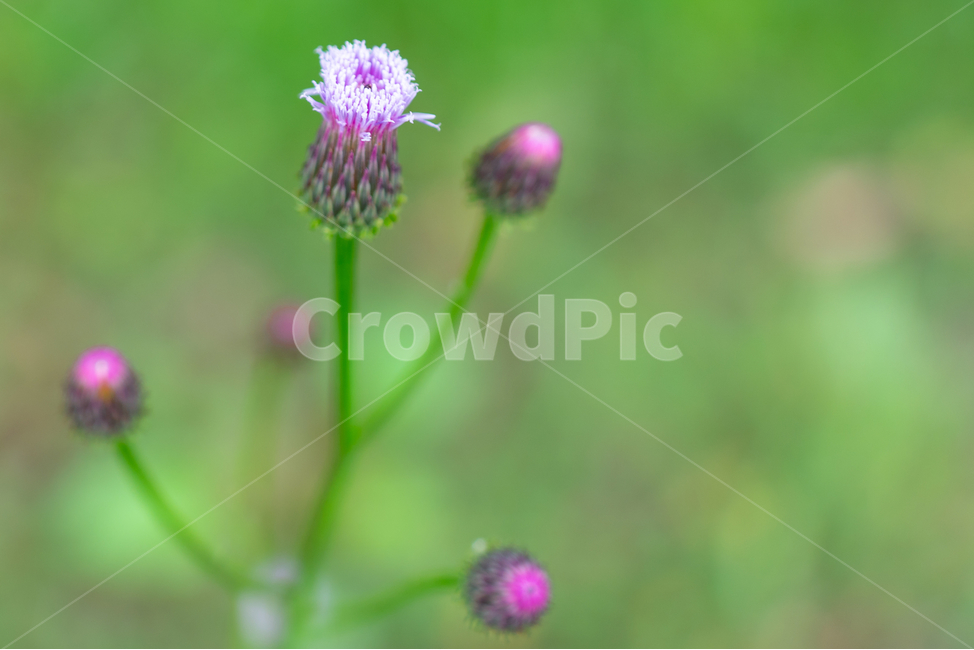 식물,보라색,꽃,꽃망울,plant,flower,식물,자연,plants,nature,꽃,flower