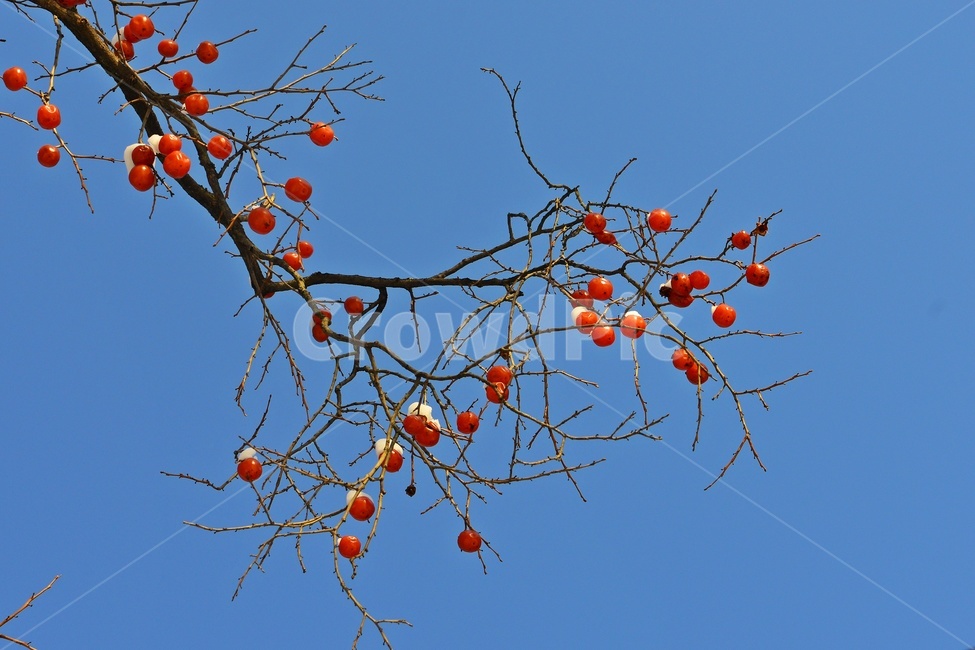 plant,식물,food,음식,fruit,과일,persimmon,감,홍시
