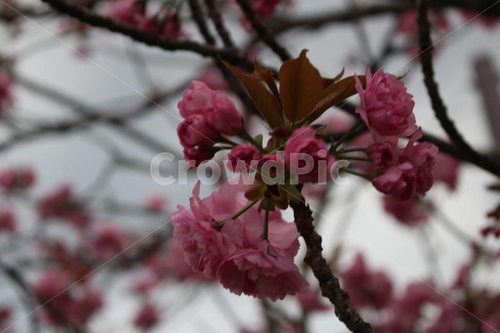 plant,식물,flower,blossom,꽃,cherryblossoms,벚꽃,분홍색벚꽃