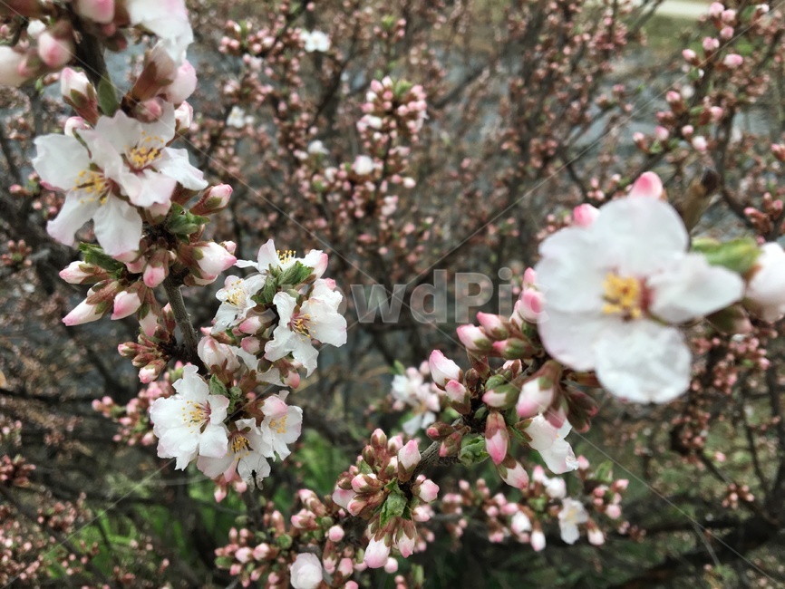 식물,꽃,blossom,flower,봄