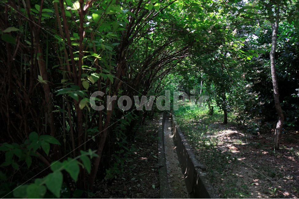 식물,자연풍경,natural,수목원,plant,바탕화면,풍경,자연,자연,풍경,nature,landscape,식물,plants,나무,trees,wood,outdoors,옥외,garden,정원,arbour,정자