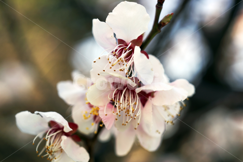 매화,매화꽃,매화나무꽃,봄,꽃,식물,prunusmumesetz,식물,자연,plants,nature,꽃,flower