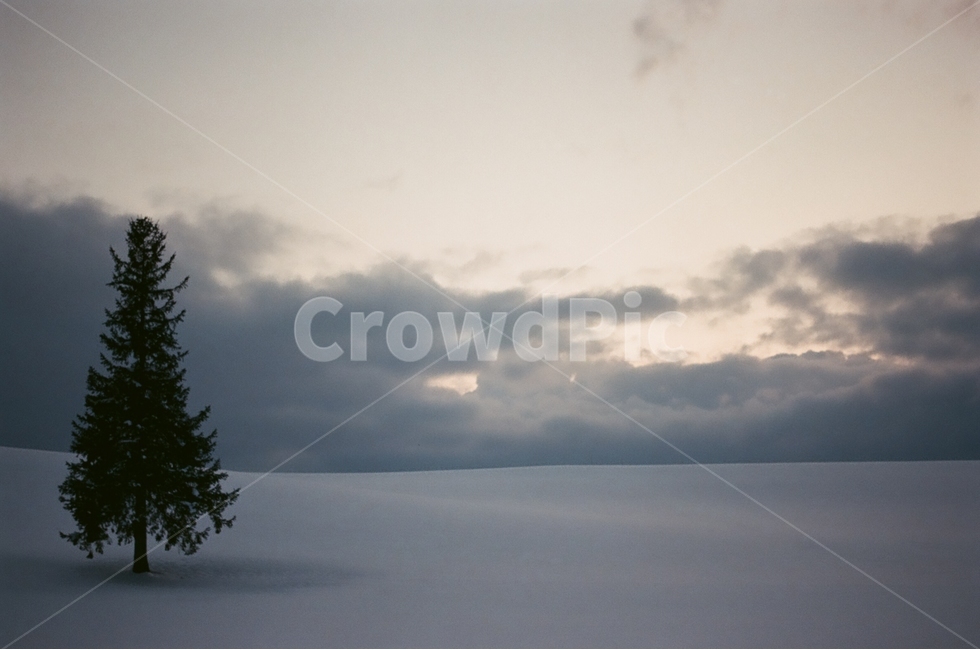 홋카이도,일본,비에이,크리스마스나무,왕따나무,필름사진,겨울,계절,winter,season,자연,풍경,nature,landscape,해외,외국,세계,foreign,oversea,world,세계자연풍경,해외자연풍경,외국자연풍경,world nature landscape,식물,plants,나무,trees,wood,감성,sensible,feeling,tree,plant,fir,전나무,abies,아비
