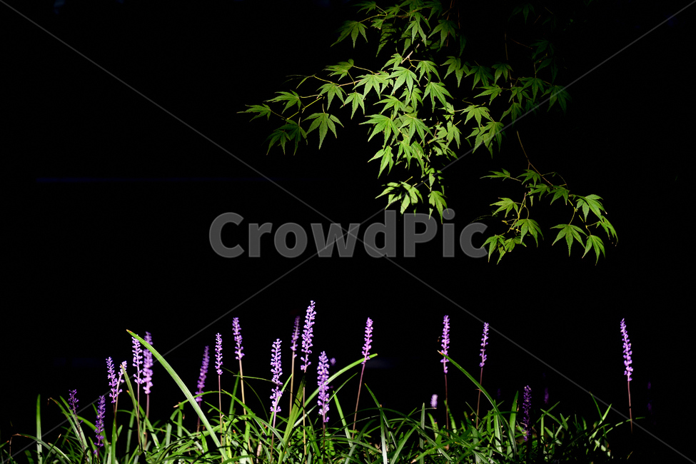 맥문동,단풍,맥문동꽃,푸른단풍,공존,식물,자연,plants,nature,꽃,flower