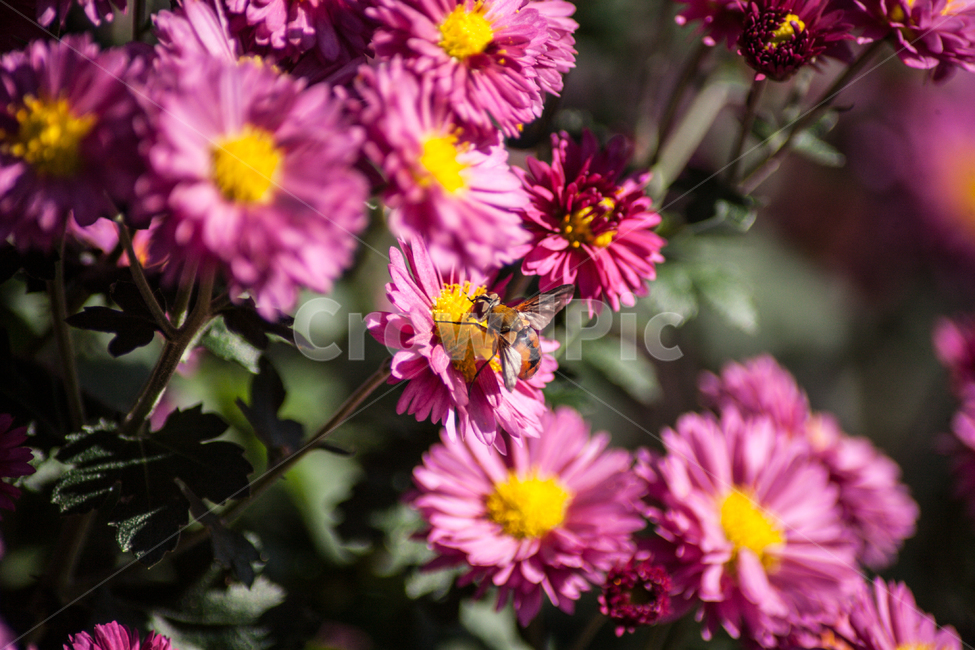 벌,꿀벌,곤충,noneybee,국화,flower,bee,꽃,식물,자연,plants,nature,꽃,flower