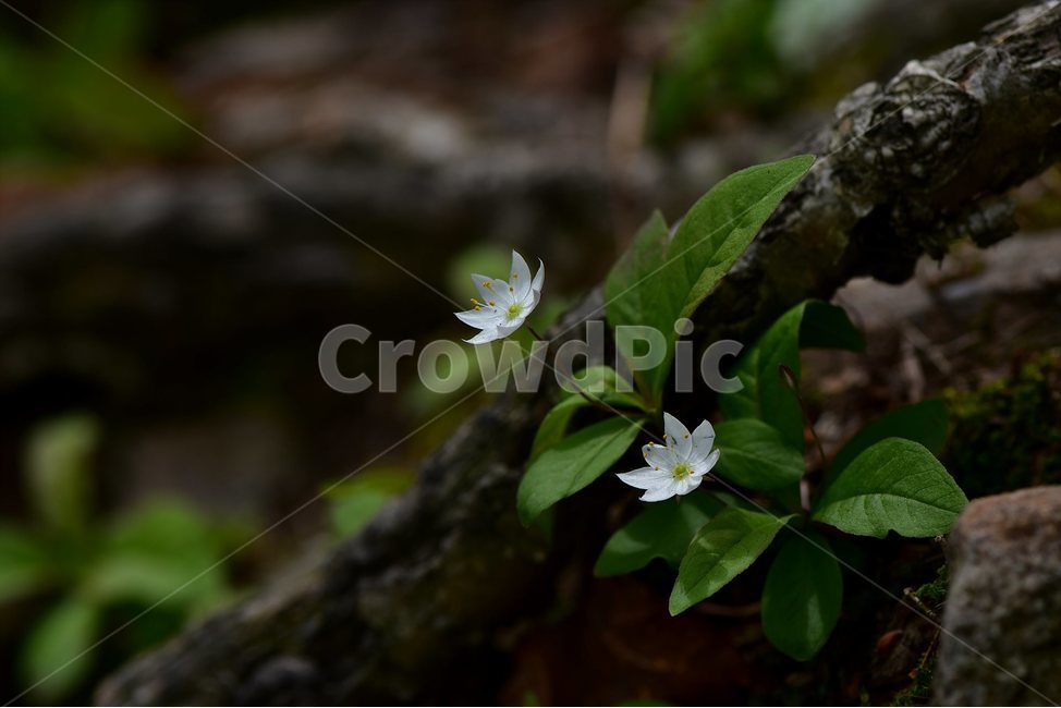 참기생꽃,야생화,식물,자연,생태,꽃,힐링,플라워,wildflower,flower,plants,nature,season,감성,느낌,emotion,feeling,앵초목,앵초과,기생꽃속,여러해살이풀,희귀식물,식물,자연,plants,nature,꽃,flower