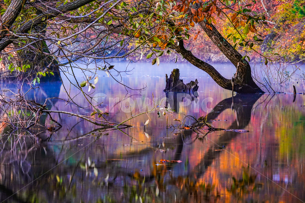 nature,자연,water,물,저수지,주산지,일출,산,반영,단풍,가을,안개,나무,고목,자연,풍경,nature,landscape